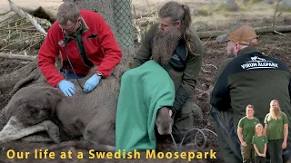 Moose Calf gets a Health Check!
