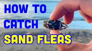 Fishing 101- How to catch Sand Fleas!