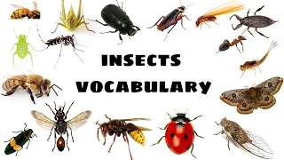 insects quiz| insects question answer