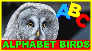 ALPHABET BIRDS - ABC Birds for KiDS ❤️ Learn Alphabet with Bird Names for Toddlers & Kids in English