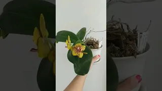 Phalaenopsis ❤️ Sphagnum Moss | Repotting Orchid in One Minute #orchid #sphagnummoss #repotorchids