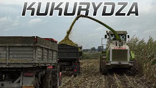 🇵🇱 Mokra Kiszonka 2021 🇵🇱  Claas 2xZetor  Ursus AGROSzymek