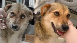 Changes in 160 days in puppies rescued from a dog farm