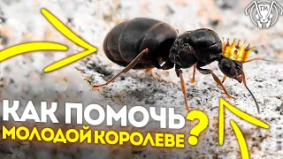 КАК ПОМОЧЬ МОЛОДОЙ КОРОЛЕВЕ? ЧТО ДЕЛАТЬ ДАЛЬШЕ?  ТАПОК МИРА