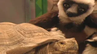 Zoboomafoo with the Kratt Brothers! BIG LIZARDS | Full Episodes Compilation