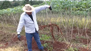 Plantio de mandioca: como ele deve ser feito para facilitar a colheita?