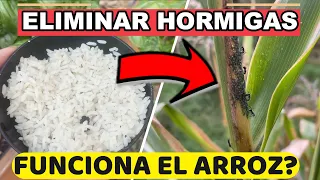 NO Uses ARROZ Para ELIMINAR HORMIGAS 🐜 Sin Saber ESTO! | Combatir Hormigas En Plantas