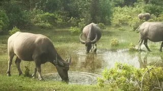 Big Buffalo they eating in water