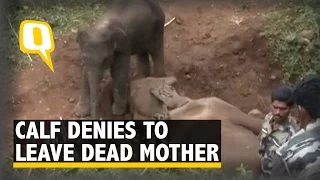 The Quint: Three-Year-Old Calf Mourns for His Dead Mother