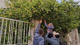 Приехали в Гранаду. Воруем лимоны. Жарим шашлык.