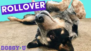 Teach Your Dog to Rollover: Easy Step-by-Step Dog Trick Tutorial!