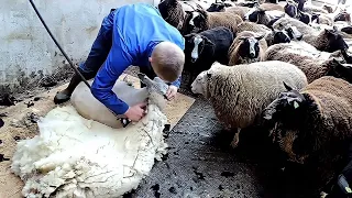 Most Satisfying Modern Sheep Farming Technology | Fastest Shearing Skill