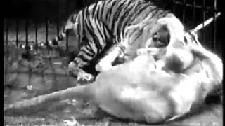 Редкие кадры . Бой тигра со львом . Rare footage of a tiger fight with a lion .