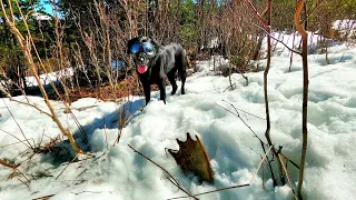 Gracie finds Moose Antlers in the Mountains | SHED TOUR 2022