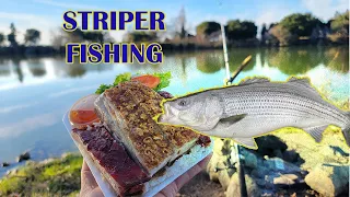 Striper Fishing California Delta on Bank