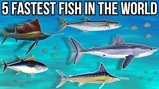 5 Fastest Fish In The World