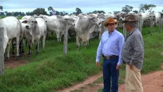 FAZENDA CAMPARINO CÁCERES MT