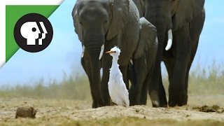 'Spy Egret' Survives the Herd