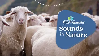 Sounds in Nature | Energy | The Good and the Beautiful
