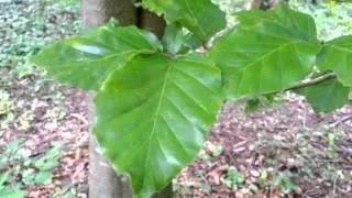 Comparison of Beech and Hornbeam tree features.  O