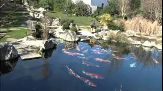 Koiaqua - 120cm Koi - biggest nishikigoi in the world