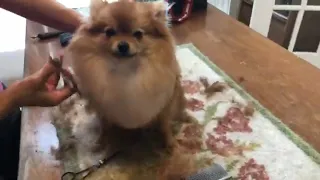 grooming pomeranian dog with scissors - hair cut Pom at home