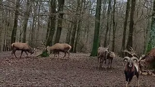 Несподівано в лісі