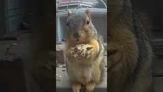 Roman loves granola