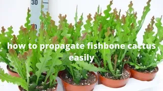 how to propagate fishbone cactus easily