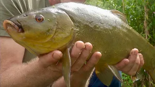 Summer Float Fishing for Tench- Chigborough Fisheries Heybridge Lake