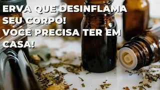 Erva fantástica para desinflamar teu corpo! Você deve ter em casa!