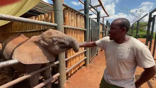 Rescue of Orphaned Elephant Ashanti | Sheldrick Trust