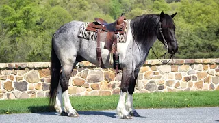 “Finn” 5 yr old Friesian/Draft gelding.