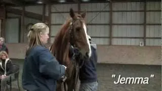 SADDLEBRED RESCUE ADOPTION DAY IN NEW YORK