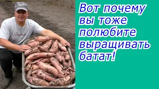 Батат это нам не картофель! Это намного проще и выгодней!