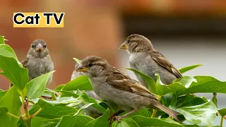 고양이가 좋아하는 영상 | Cat TV for Cats to Watch | Bird love spring