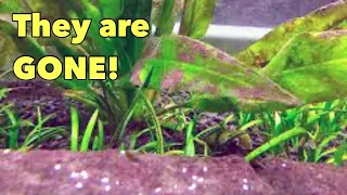 REMOVE Brown Algae from your Aquarium by DOING THIS!