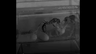 Myrmecia pyriformis queen helping her new bull ant enclose from her cocoon (Night Vision Footage)