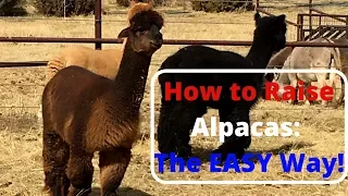 How to Raise Alpacas - The Easy Way!