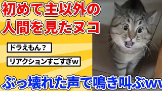 【2ch動物スレ】生まれて初めて飼い主以外の人間を見たヌコ→とんでもない声で鳴き叫ぶｗｗｗｗｗ