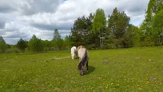 Калужская область якутские лошади .