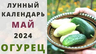 ОГУРЦЫ: Лунный Посевной Календарь на  МАЙ 2024 год! Когда сажать семена огурцов на рассаду?