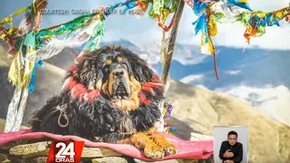 #KuyaKimAnoNa: "Tibetan Mastiff", isa sa mga pinakamahal na aso na aabot sa... | 24 Oras