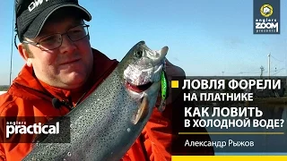 Ловля форели на платнике. Как ловить в холодной воде? Александр Рыжов. Anglers Practical