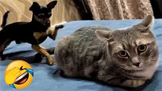 Funniest Animals 2023  😂 😂 Funny Cats and Dogs 🐱🐶 | Funny Animal Videos  😂 😂 part 26