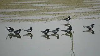 מרומית לבנת כנף ועוד White -winged Tern