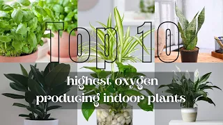 Top 10 highest oxygen producing indoor plants | Houseplants that makes indoor an oxygen parlor