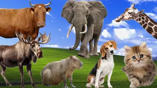 Funny farm animals sounds: Cat, Dog, Elephant, Monkey, Elk, Capybara, Cow, Antelope - Cute animals