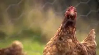 The Great (Chicken) Escape Trailer