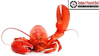 Why Do Lobsters Turn Red When Cooked?